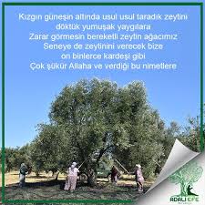 Ilk Hasat Zeytinyagi Zeytinyagi Hasat Zeytin Agaci