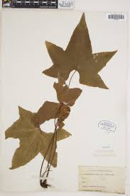 Image result for Asplenium dregeanum