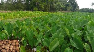 Maybe you would like to learn more about one of these? Taro Root Farming Arvi Planting Care Harvesting Agri Farming