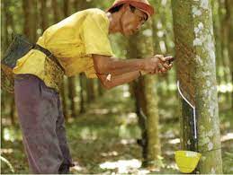 Gapkindo Emphasized That Sustainable Rubber Must Pay More Attention On Smallholder S Economy Rubber Association Of Indonesia