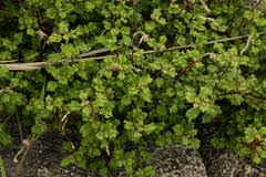 Image result for Cyathula cylindrica