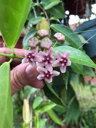 Hoya Rubida Hoya Plants Wax Flowers Planting Flowers