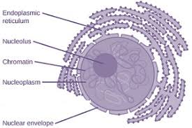 Ncert solution of class 9th science chapter 5: Cbse Ncert Notes Class 9 Biology Fundamental Unit Of Life