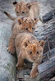 Holy Cuteness Look At These Liliger Cubs Cute Animals Animals Beautiful Animals