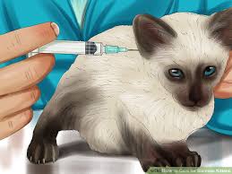 How To Care For Siamese Kittens 14 Steps With Pictures