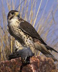 Lifewithpoppy Com Raptors Bird Birds Birds Of Prey