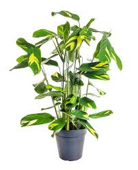 Image result for Ktenante Ctenanthe