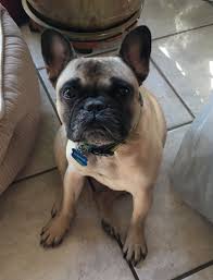 Due to their uneven weight distribution, french bulldogs should not be allowed to swim without a lifejacket, even under. Pin On Dogs For Adoption