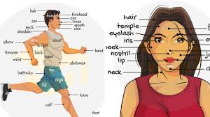 human body chart with names humans body parts name parts of