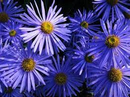 Growing Asters How To Grow Aster Flowers In Your Garden Aster Flower Flowers Perennials Avas Flowers