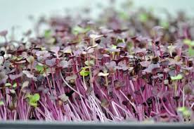I wanted to take a moment and explain why i l. Best Grow Lights For Microgreens Choosing The Right One For You