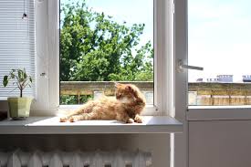 Yes cats can have strokes, but it's a lot more rare than people think. Heatstroke In Cats Causes Symptoms And Treatment Mad Paws Blog