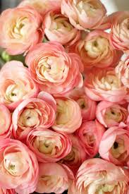 Passion flower vines are great to grow as attractive screens, floral coverups or simply over an the best perennials to plant in window boxes | ehow.com. Ranunculus And Anemones In Zone 6b 7 Lovenfresh