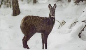 Its neighbours are bhutan to the east, nepal to the west, the tibet autonomous region of p.r.c. Top Wildlife Sanctuaries In Sikkim