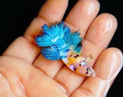 Tropical Fish Thai Betta Bright Green Yellow Koi Halfmoon Female Betta Fish Ideas Of Betta Fish Bettafish Tropical Fish In 2020 Betta Fish Betta Koi Betta