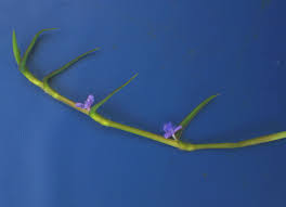 Image result for Cyanotis axillaris