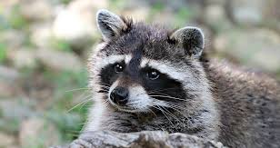The raccoon, this zorro of the animal realm with a mysterious mask on his eyes, is the exact opposite of a gentleman. How To Get Rid Of Raccoons Predator Guard Predator Deterrents And Repellents