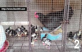Jika anda menginginkan ayam yang sehat, kuat, dan tangguh kebutuhan nutrisi ayam bangkok pada setiap tahap pertumbuhannya tidaklah sama. Kupas Tuntas 3 Jenis Kandang Ayam Bangkok Cara Membuat Gambarnya