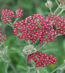 Achillea Millefolium Raspberry Ripple Long Blooming Perennials Flowers Perennials Yarrow Plant