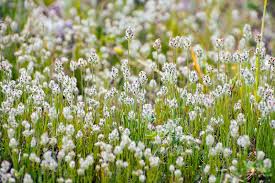 Image result for Plantago