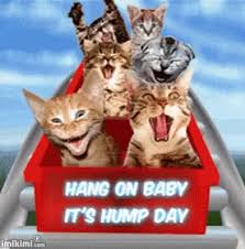 The hump day camel was a camel that looks similar to cameel habib habab and mistook him by some fans. Happy Hump Day Gifs Tenor