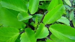 Check spelling or type a new query. 4 Cara Stek Daun Cocor Bebek Paling Mudah Ilmubudidaya Com