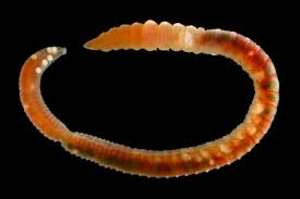 Image result for Acritochaete volkensii