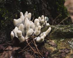 No clue it was just on the root of stump. Dead Man S Fingers Mushroom Album On Imgur
