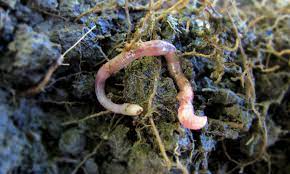 Do worms multiply when cut in half? The Life And Death Of The Typical Earthworm Howstuffworks