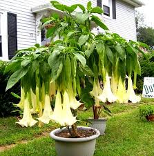 Image result for Eureiandra leucantha