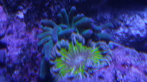 Anemone Compatibility Spreadsheet Reef2reef Saltwater And