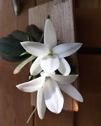 Image result for Aerangis splendida