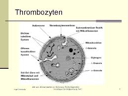 Die thrombozytopenie benennt den mangel an thrombozyten (blutplättchen) im menschlichen blut. Grundlagen Der Blutgerinnung Teil 1 Aufgaben Und Ablauf