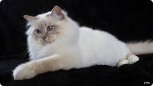 Chat Sacre De Birmanie Lilac Tabby Chat Sacre De Birmanie Sacre De Birmanie Chat Tigre
