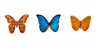 Maybe you would like to learn more about one of these? Butterfly Poems