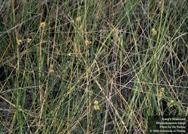 Image result for Rhynchospora brevirostris