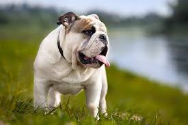 Why buy an american bulldog puppy for sale if you can adopt and save a life? Bulldog Dog Breed Information