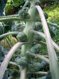 The Daily Meal Harvesting Brussel Sprouts Brussel Sprouts Growing Food