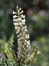 Image result for Polystachya tridentata