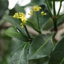 Image result for Psychotria cinerea