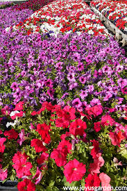 10 full sun container flowers. Colorful Summer Annuals For The Full Sun Joy Us Garden