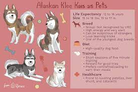 Alaskan Klee Kai Dog Full Profile History And Care