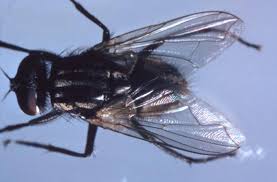 Common Housefly National Environmental Health Association Neha House flies are covered with small hairs that serve as taste organs.