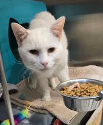 Fostered kitten finds forever home happily ever after