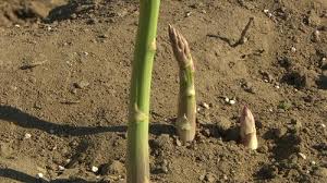 Juni wird zudem als johannisnacht bezeichnet. Johannistag Am 24 Juni Sr De