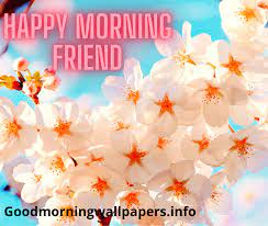 Good morning flower for someone special: 199 Good Morning Flower Images Wallpapers Hd Pictures For Whatsapp
