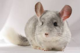 Chinchillas do make pretty good pets as they're pretty independent and mostly sleep while you're away from the house at work or wherever so you can easily leave a chinchilla alone for 8 hours or so without any worry. 5 Things To Know Before Getting A Chinchilla College Manor Veterinary Hospital