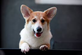 The new discount codes are constantly updated on couponxoo. Corgis Are King At This Pawsome Cafe