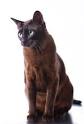 7 Best Brown Cat Breeds images | Brown cat, Cat breeds, Cats