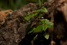 Image result for Pilea tetraphylla